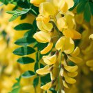 Laburnum Alpinum Scotch Laburnum Tree Seeds Showy Bright Yellow Flowers Easy to Grow