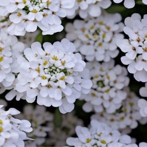 Iberis Amara 'Empress' Rocket Candytuft Flower Seeds Showy Fragrant Flowers Easy to Grow
