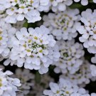 Iberis Amara 'Empress' Rocket Candytuft Flower Seeds Showy Fragrant Flowers Easy to Grow