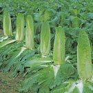 Monument Hybrid Michihili Type Brassica Rapa Pekinensis Vegetable Seeds Easy to Grow