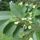 Ulmus Parvifolia Winged Chinese Elm Tree Seeds Stunning Autumn Colors Easy to Grow