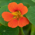 Tropaeolum Majus Nasturtium Single Mixed Flower Seeds Elegant Appearance Easy to Grow