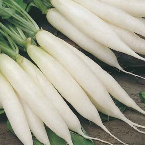 White Icicle Radish Raphanus Sativus Vegetable Seeds Milder Flavor Easy to Grow