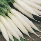 White Icicle Radish Raphanus Sativus Vegetable Seeds Milder Flavor Easy to Grow