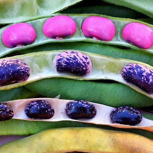Scarlet Emperor Runner Bean Phaseolus Vulgaris Vegetable Seeds Tender Tasty Easy to Grow