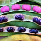 Scarlet Emperor Runner Bean Phaseolus Vulgaris Vegetable Seeds Tender Tasty Easy to Grow