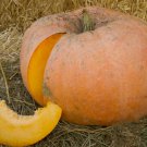 Yellow Of Paris Jaune Gros De Paris Pumpkin Cucurbita Maxima Vegetable Seeds Easy to Grow