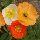 Papaver Nudicaule Iceland Poppy Flower Seeds Colorful Blooms Easy to Grow Papaver Nudicaule Iceland Poppy Flower Seeds Colorful Blooms Easy to Grow
