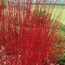 Cornus Alba Sibirica Coral Bark Dogwood Shrub Seeds Bright Red Stems Easy to Grow