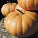 Long Island Cheese Pumpkin Cucurbita Maxima Vegetable Seeds Ideal For Pies Easy to Grow