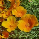 Eschscholzia Californica California Poppy Gold Golden West Flower Seeds Easy to Grow