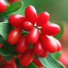Cornus Mas Cornelian Cherry Shrub Seeds Early Bloomer Easy to Grow