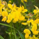 Lotus Corniculatus Bird'S Foot Trefoil Flower Seeds Eye Catching Appearance Easy to Grow