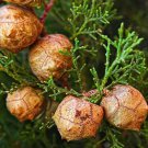 Cupressus Sempervirens Stricta Upright Italian Cypress Tree Seeds Longevity Easy to Grow