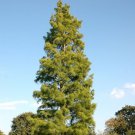 Taxodium Distichum Imbricatum Pond Cypress Tree Seeds Longevous Easy to Grow