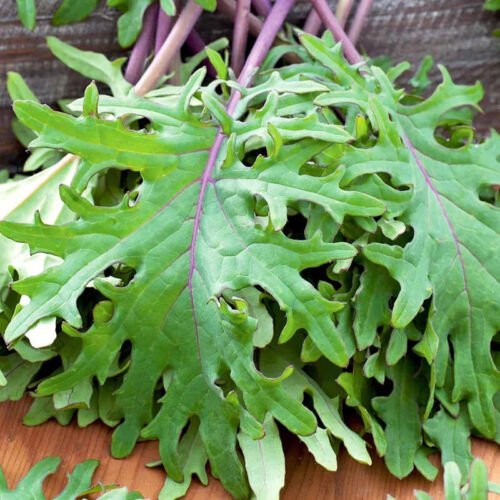 Red Russian Kale Brassica Oleracea Vegetable Seeds Soft And Tender Leaves Easy to Grow