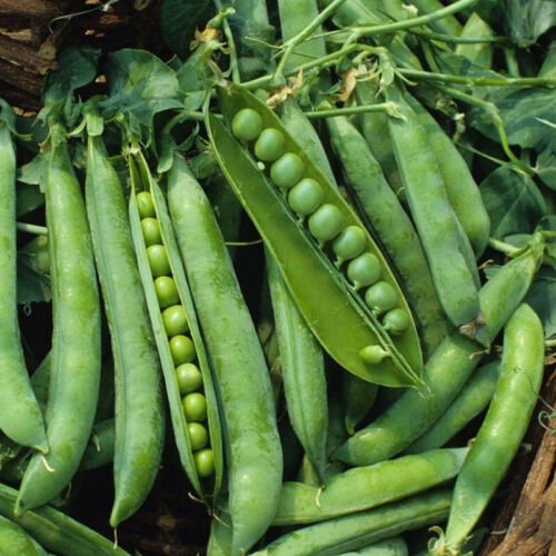Green Arrow Garden Pea Pisum Sativum Vegetable Seeds Long Pods Easy to Grow
