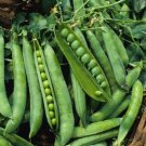 Green Arrow Garden Pea Pisum Sativum Vegetable Seeds Long Pods Easy to Grow