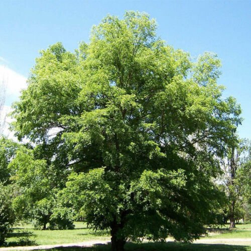 Ulmus Pumila Siberian Elm Tree Seeds Tough And Hardy Easy to Grow