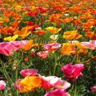 Eschscholzia Californica California Poppy Mission Bells Flower Seeds Easy to Grow