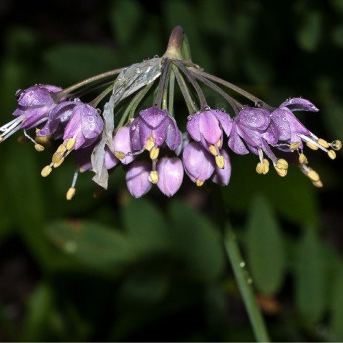 Allium Cernuum Nodding Pink Onion Flower Seeds Compact And Elegant Easy to Grow