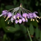 Allium Cernuum Nodding Pink Onion Flower Seeds Compact And Elegant Easy to Grow