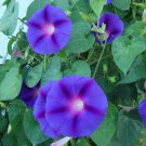 Ipomoea Purpurea 'Grandpa Ott' Morning Glory Grandpa Ott Flower Seeds Easy to Grow
