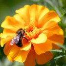 Mexican Mint Marigold Tagetes Lucida Herb Seeds Strong Aromatic Scent Easy to Grow
