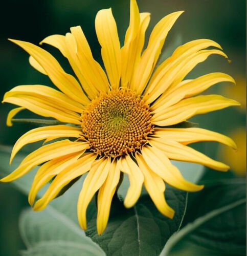 Silphium Laciniatum Compass Plant Flower Seeds Tall And Impressive Easy to Grow