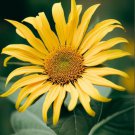 Silphium Laciniatum Compass Plant Flower Seeds Tall And Impressive Easy to Grow