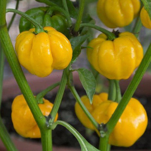 Jamaican Hot Yellow Pepper Hot Capsicum Annuum Vegetable Seeds Fiery Heat Easy to Grow