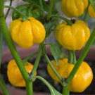 Jamaican Hot Yellow Pepper Hot Capsicum Annuum Vegetable Seeds Fiery Heat Easy to Grow