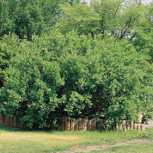 Rhus Aromatica Fragrant Sumac Shrub Seeds Aromatic Vibrant Fall Color Easy to Grow