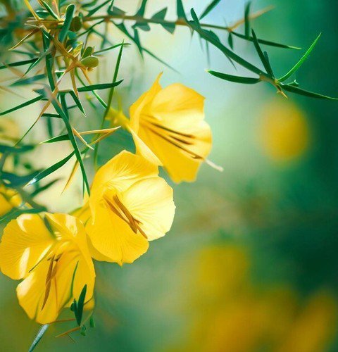 Parkinsonia Aculeata Jerlem Thorn Jellybean Tree Mexican Palo Shrub Seeds Easy to Grow