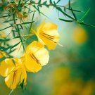 Parkinsonia Aculeata Jerlem Thorn Jellybean Tree Mexican Palo Shrub Seeds Easy to Grow