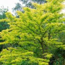 Gleditsia Triacanthos Honeylocust Tree Seeds Unique Thorny Branches Easy to Grow