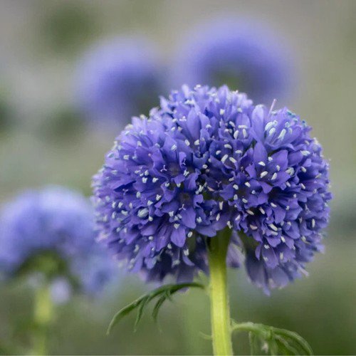Gilia Capitata Globe Gilia Flower Seeds Unique Globe Shaped Flowers Easy to Grow