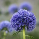 Gilia Capitata Globe Gilia Flower Seeds Unique Globe Shaped Flowers Easy to Grow