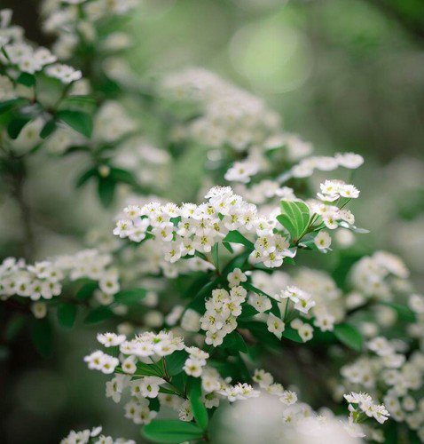 Cotoneaster Multiflorus Many Flowered Cotoneaster Shrub Seeds Showy Flowers Easy to Grow