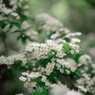 Cotoneaster Multiflorus Many Flowered Cotoneaster Shrub Seeds Showy Flowers Easy to Grow