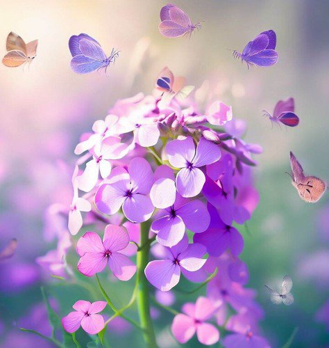 Hesperis Matronalis Dame'S Rocket Flower Seeds Fragrant Blooms Easy to Grow