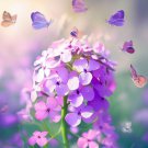 Hesperis Matronalis Dame'S Rocket Flower Seeds Fragrant Blooms Easy to Grow