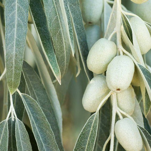 Elaeagnus Angustifolia Russian Olive Shrub Seeds Distinctive Silver Foliage Easy to Grow