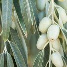 Elaeagnus Angustifolia Russian Olive Shrub Seeds Distinctive Silver Foliage Easy to Grow