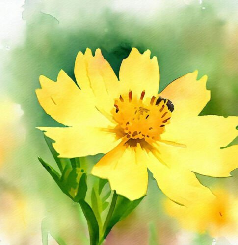 Coreopsis Lanceolata Lance Leaved Coreopsis Dwarf Flower Seeds Fragrant Easy to Grow