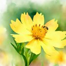 Coreopsis Lanceolata Lance Leaved Coreopsis Dwarf Flower Seeds Fragrant Easy to Grow