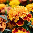 Tagetes Patula French Marigold Petite Mix Flower Seeds Vibrant And Colorful Easy to Grow