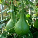 Dipper Gourd Lagenaria Siceraria Vegetable Seeds Distinctive Shape Easy to Grow