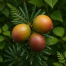 Torreya Nucifera Bija Japanese Nutmeg Tree Japanese Torreya Kaya Tree Seeds Easy to Grow
