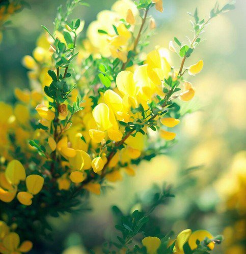 Cytisus Scoparius Scotch Broom Tree Seeds Vibrant Yellow Blooms Easy to Grow